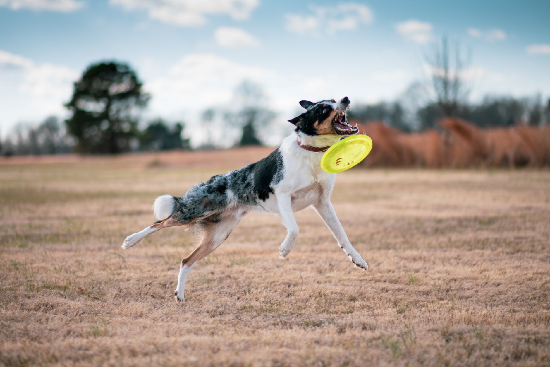 Frisbee o’clock at Olbrich.
