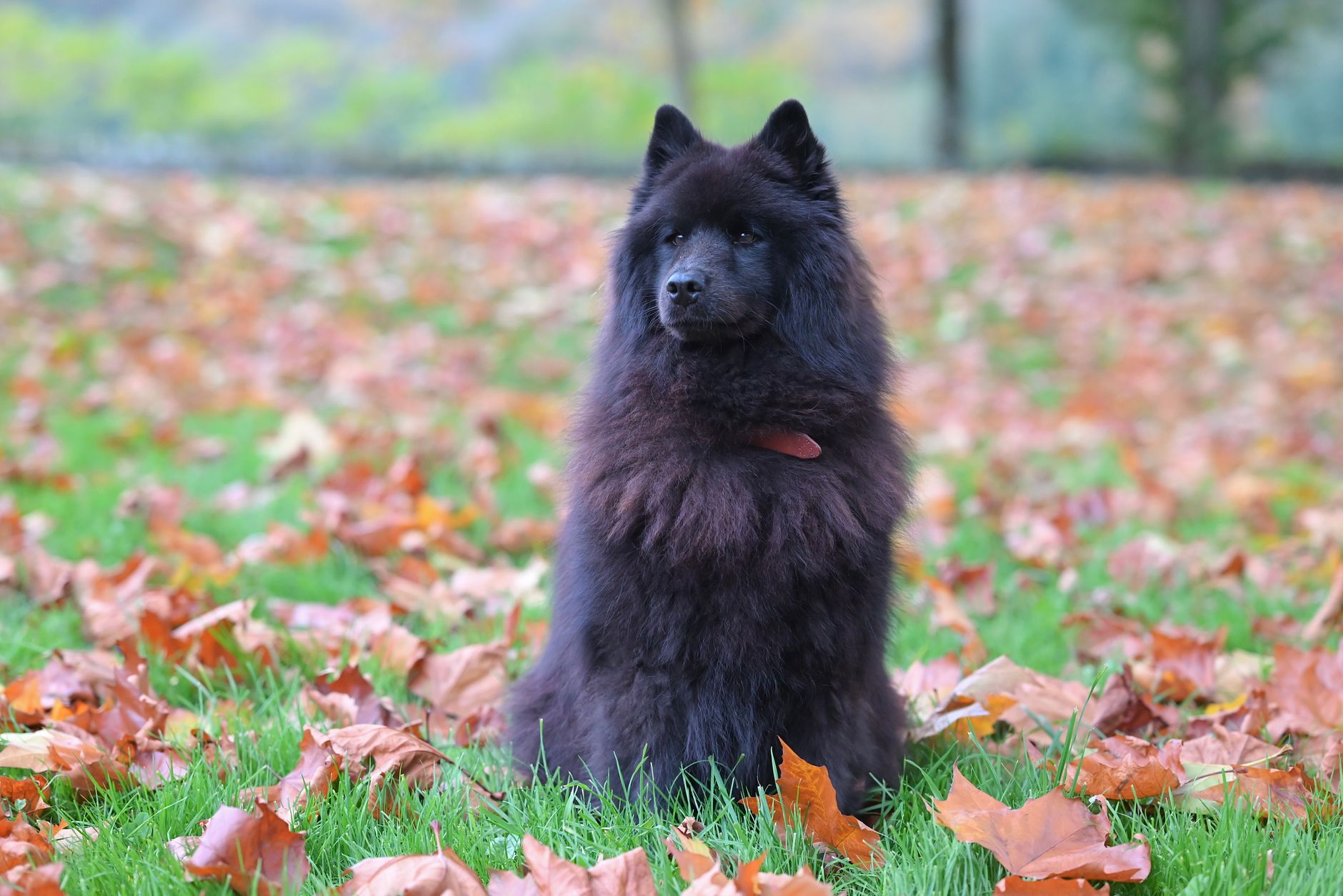 Leaf-pile inspector, fully licensed.