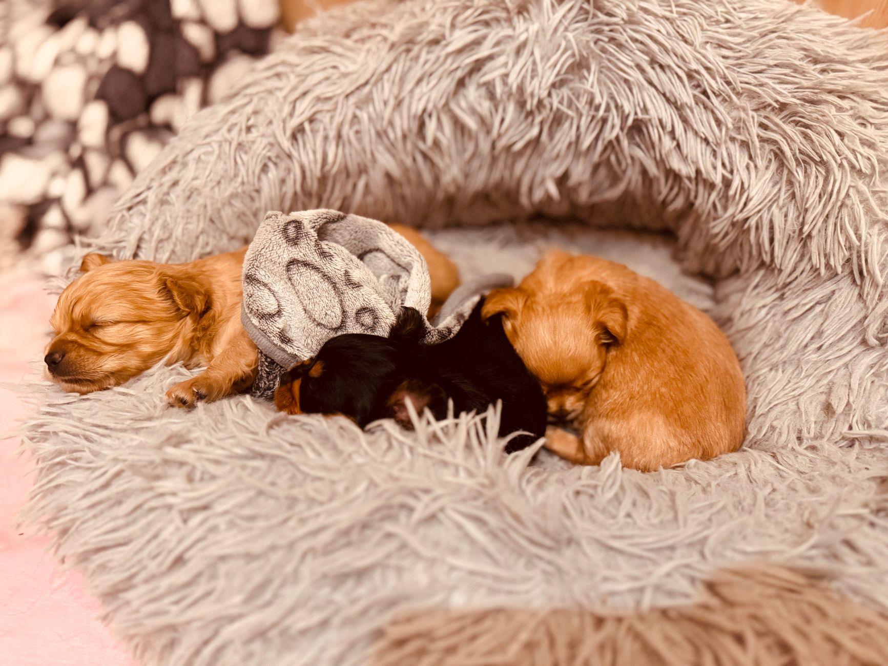 Overnight Rocco, off the clock.
