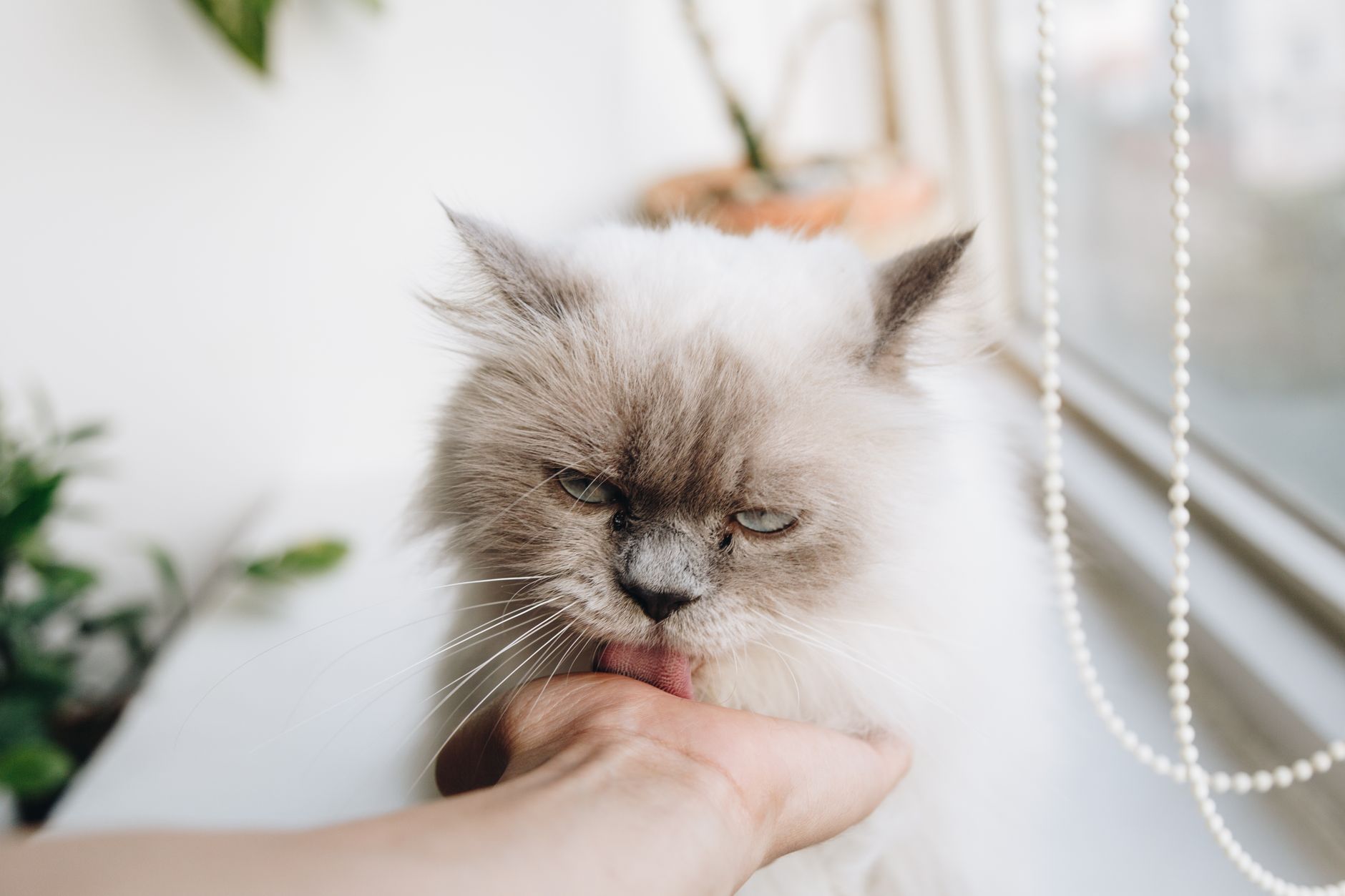 Cat Care