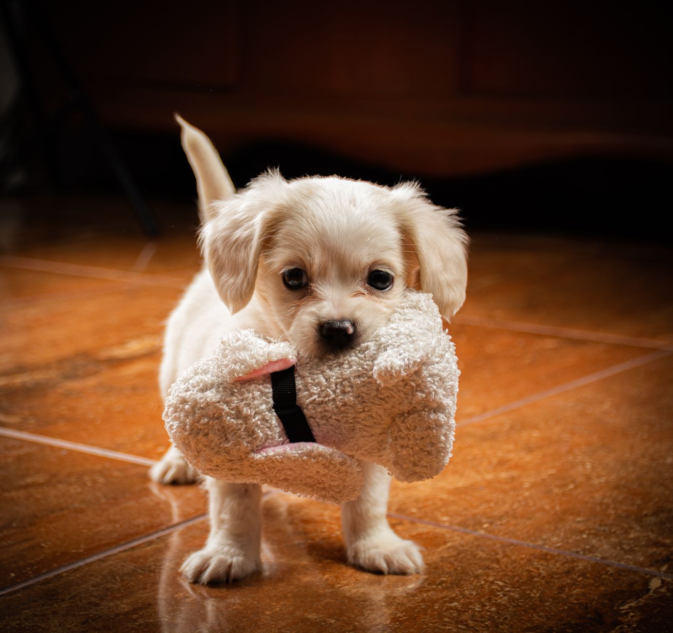 Puppy Care